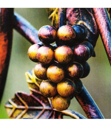 Balustre décoratif vigne et raisin 1000x215mm rond ø16mm