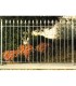 Grille de cloture ROMA 10 prête à poser